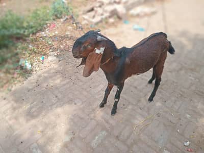 bakra for sale