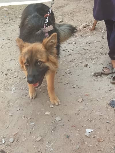 German shepherd female dog