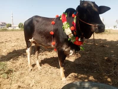 Bull for sale | Bachra | Wacha | Qurbani bull