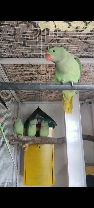 raw parret 3 month chiks raised with parents feef. . . jamboo size self