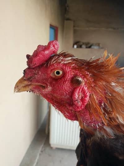 Aseel breeder murgha sale or exchange