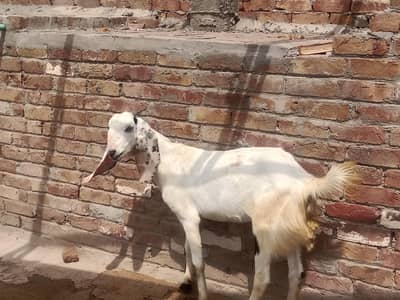 qurbani ka liya path