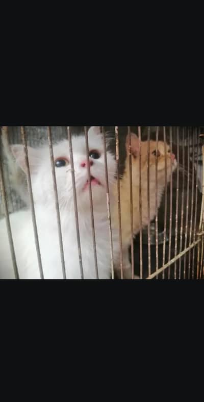 Female Plus vaccinated. little train and frien