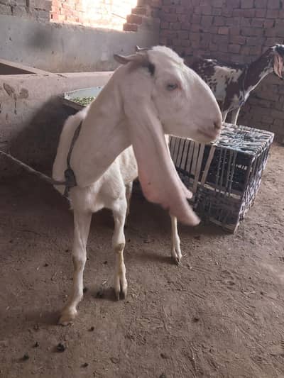Rajan puri lal bakri  do Dant for sale