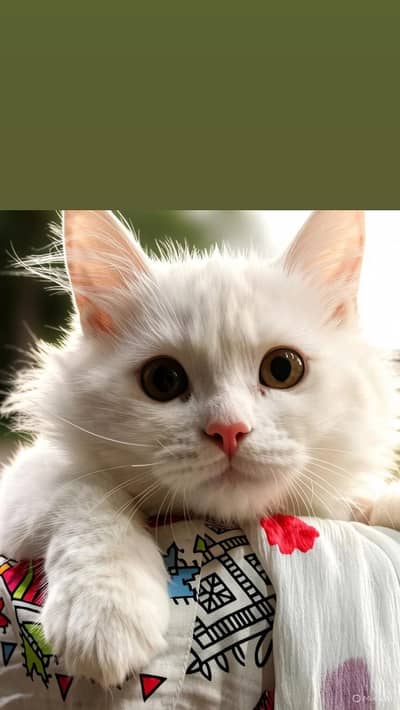 Two cats of age 8 months and pure breed contact: 03006901534