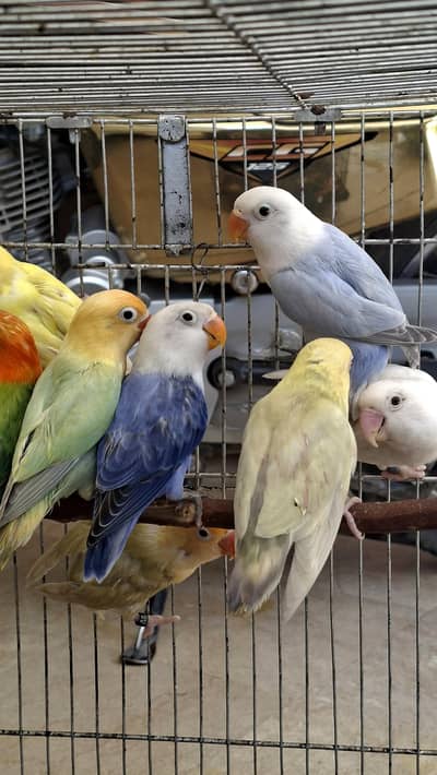 dilute and oplaine lovebird