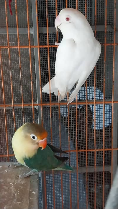Parblue Split Ino X Albino Red Eye With Cage And Box