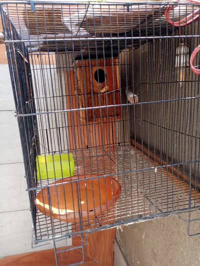 Cage box and love bird female for sale