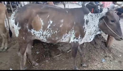 cow 2 hissa avaliable bachya