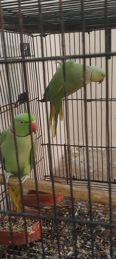 love birds green with cauge