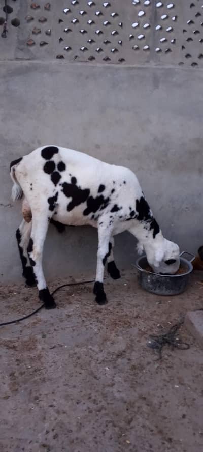 Chatra For Sale