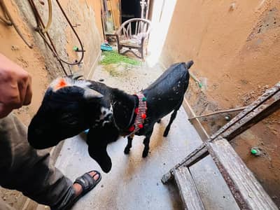 Desi bakra dhonda For Qarbani