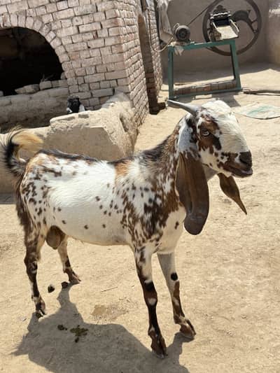 Bakra sale for Eid
