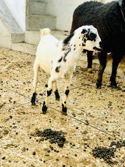 teddy Bakra home  Breed 4 Man ka hai