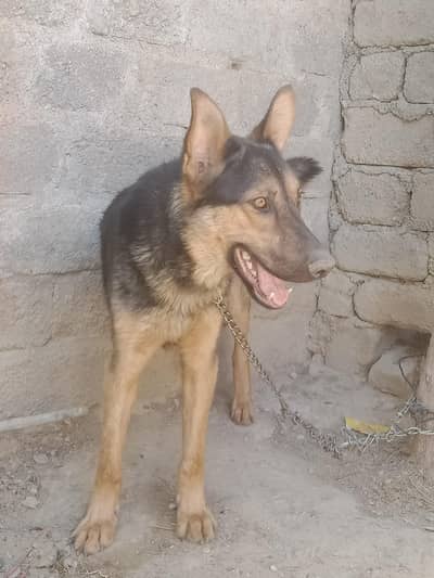 German shepherd