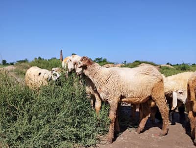 Qurbani ky Janwar