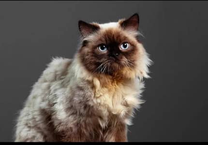 cat looking for new home                contact  03167927629