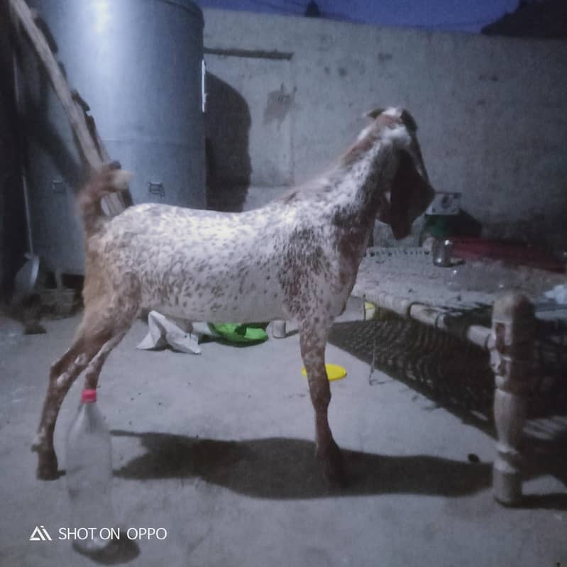 desi bakra 0