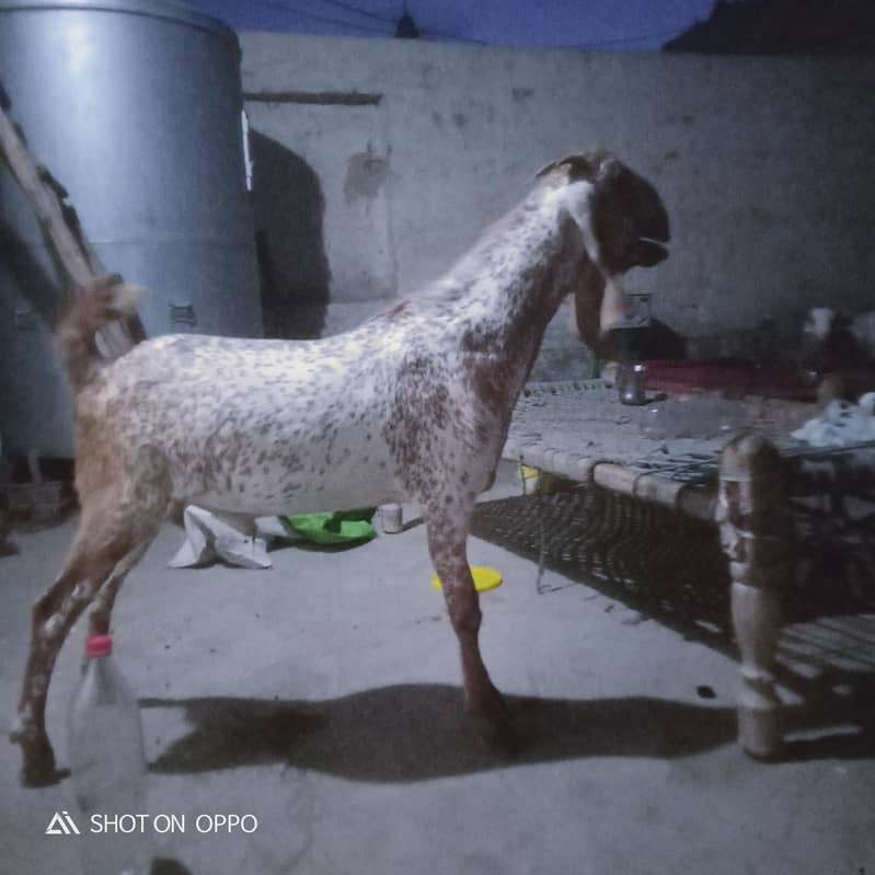 desi bakra 1