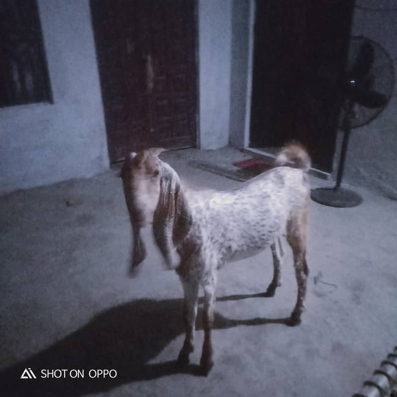 desi bakra 2