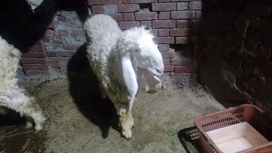 1 year kajli chatri for sale
