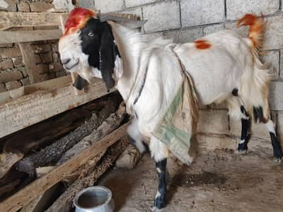 Qurbani Goat