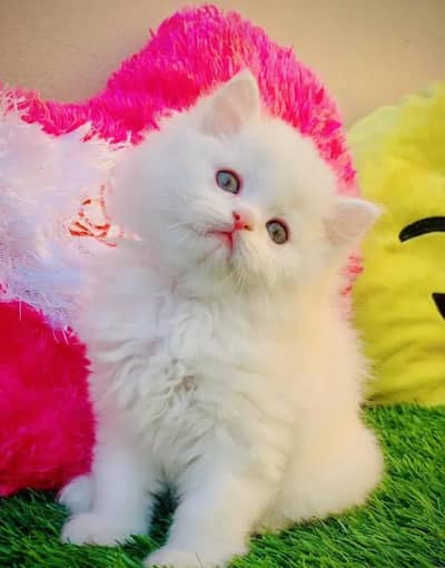 Persian female kitten for sale 0324.62. 18.280Whatsapp number