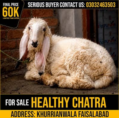 قربانی کے صحت مند چھترا دستیاب ہے / Qurbani animal