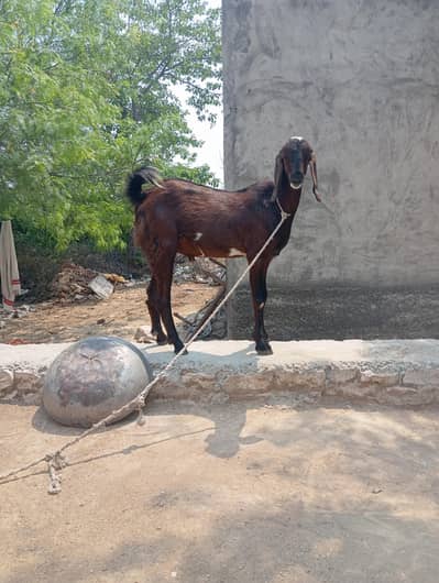 Bakra Qurbani