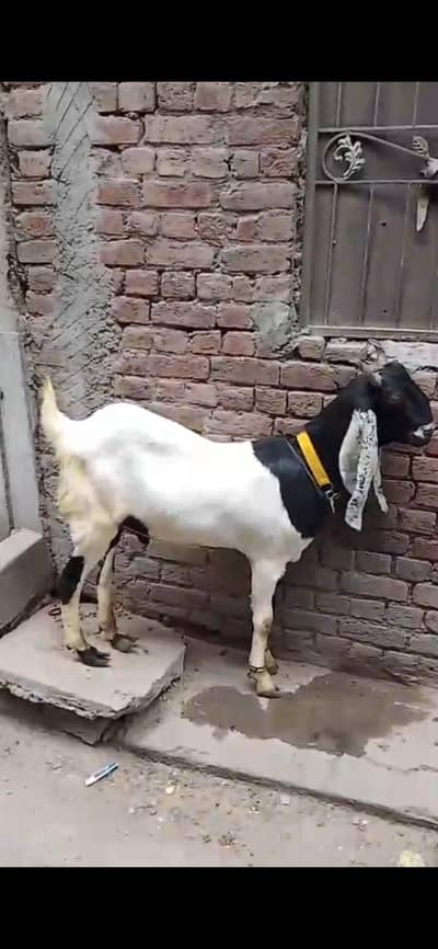 Male Goat