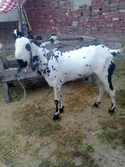 Do daant bakra 03238461425