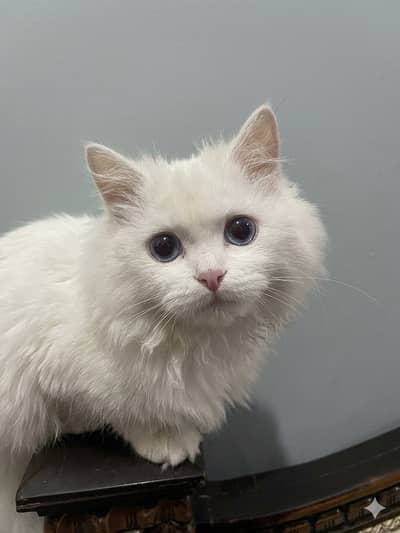 Persian Kitten for Sale — Pure White, Blue Eyes