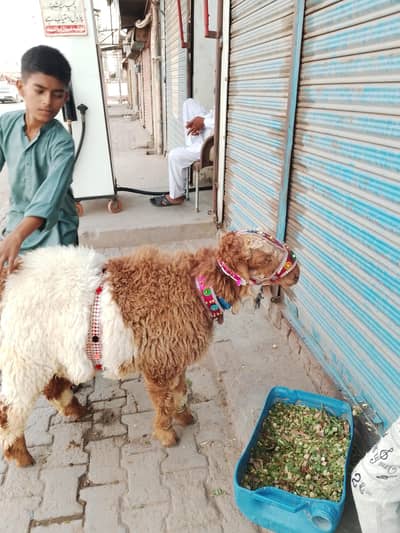 beautiful mundra for salel qurbani sirf leny waly rabita krain