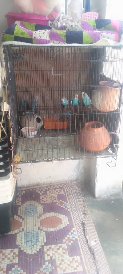 9  Tottay + pinjra
