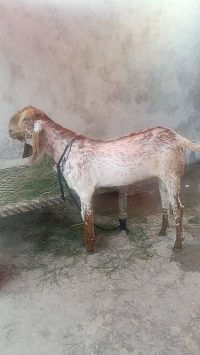 Bakra for qurbani