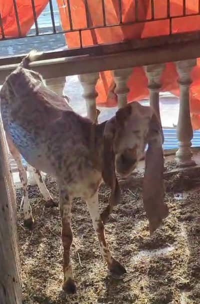 makki cheni bakri with male baby