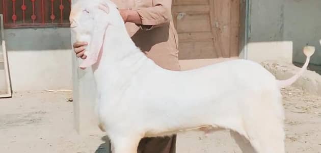 Qurbani ke liye Bakra for sale call _03704685463