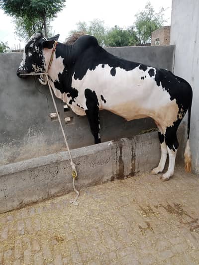 donda fatehjangi bull