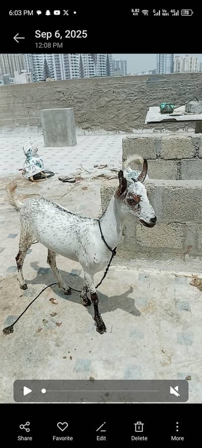 Gulmori Bakria teedy khare Kano me