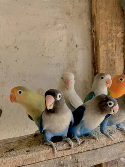 Love birds