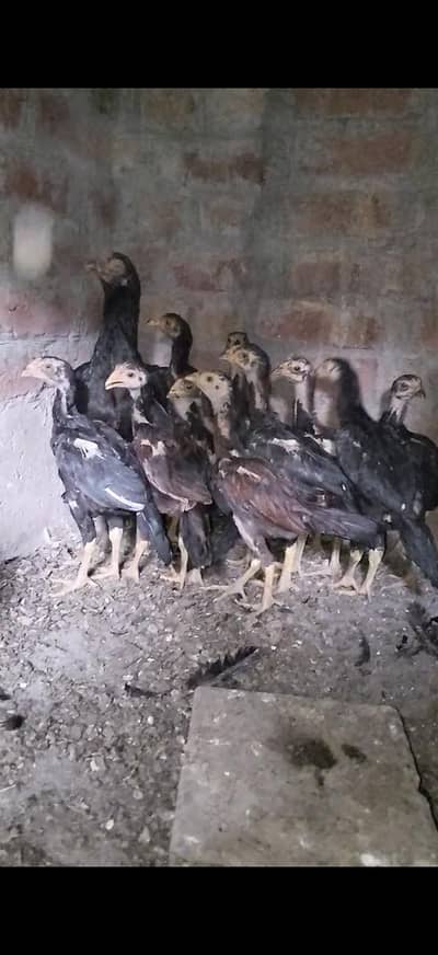 PURE ASEEL KUNGUS CHICKS FOR SALE AGE 2 MONTH