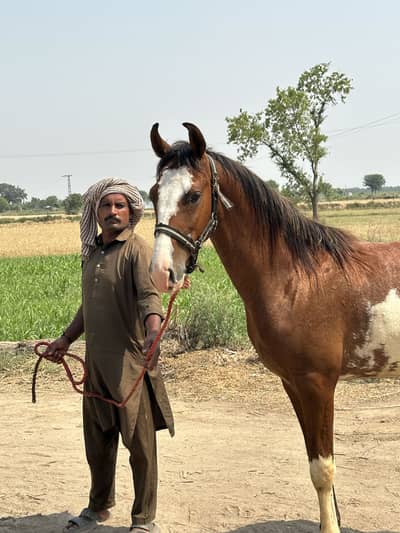 17 months /height 60 colt pure desi
