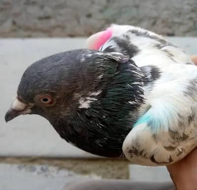 Good pigeon