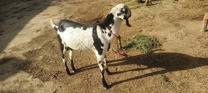 Bakra For Sale