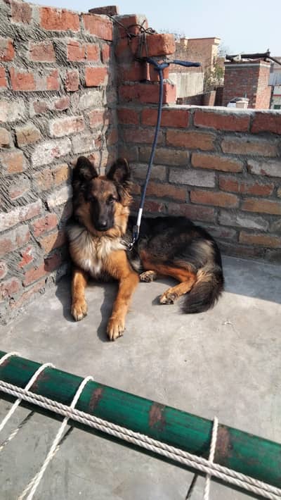 German shepherd double coad female