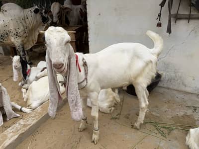 Gulabi Bakra Khassi