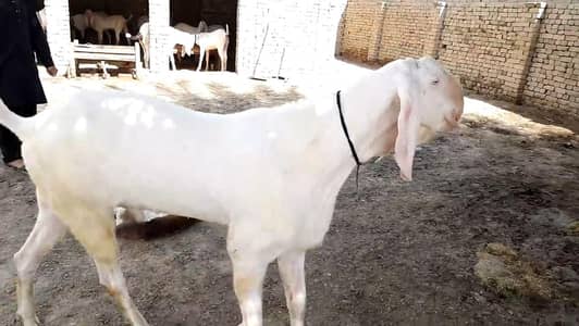 Qurbani ke Liye Bakra For Sale call _03704685463