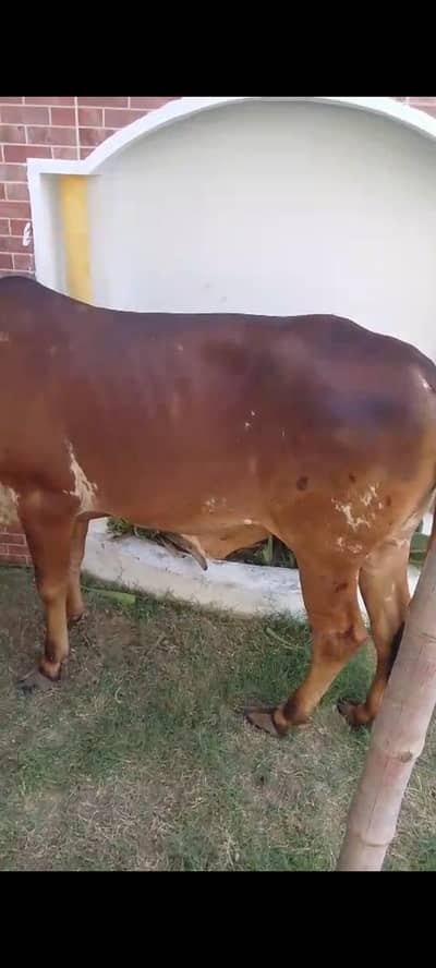 2 daant fresh bachri available for sale final 240k