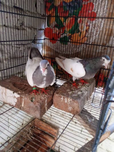 khal.  breeder pair with two chicks