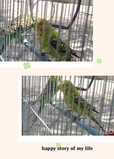 Parrot pair with cage
